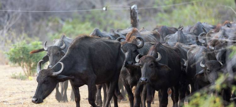 乔的洋房亚拉(Joe's Bungalow Yala)图片