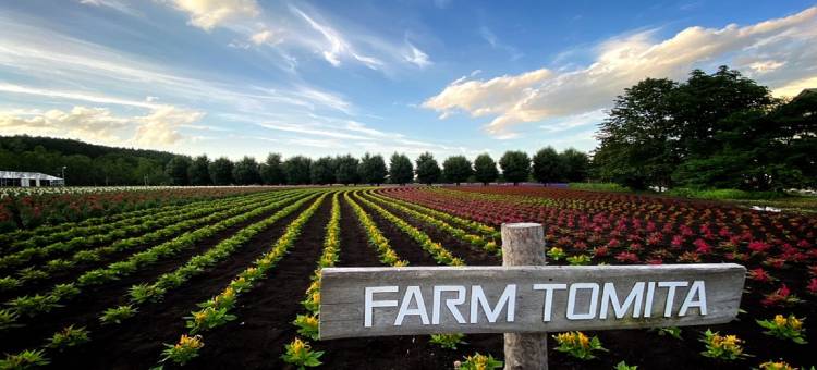 北海道富良野拉维斯塔天然温泉酒店(多美迎・御宿野乃 酒店集团)(La Vista Furano Hills Natural Hot Spring)图片
