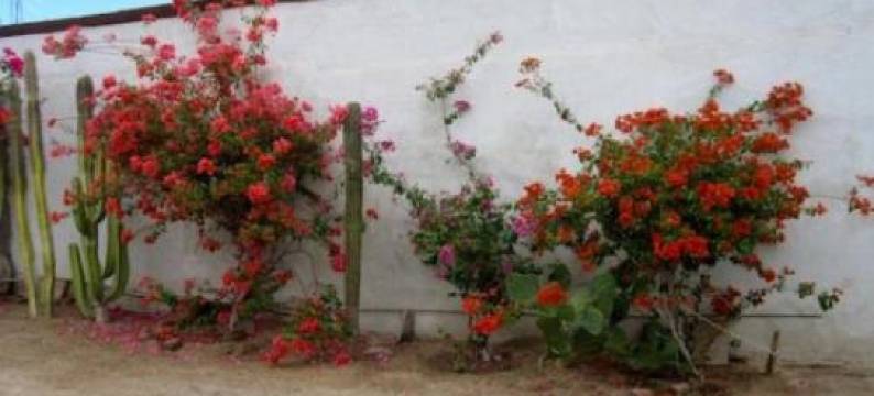 San Felipe Rental Studio 3 Free WiFi and Cable TV图片