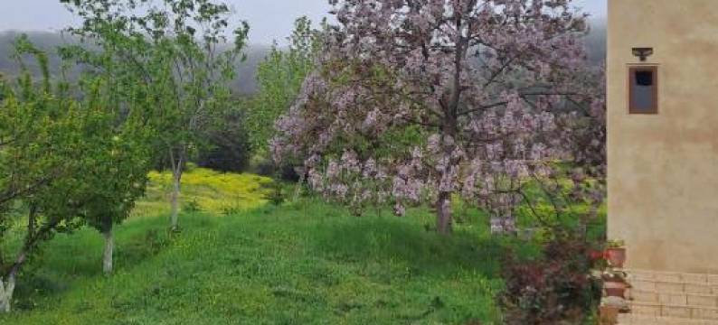 Le Chêne d´Azrou图片