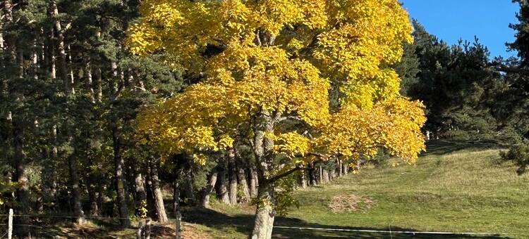 Lovely furnished apartment in a massive Vosges house图片