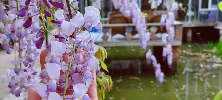 梅花山庄静庭民宿(紫云路2号分店)图片