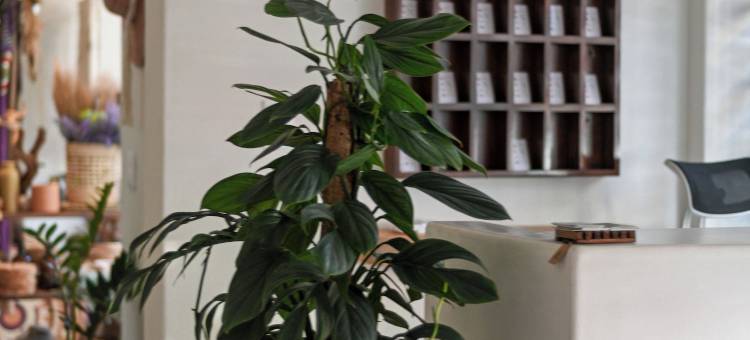 Ixic posada boutique图片