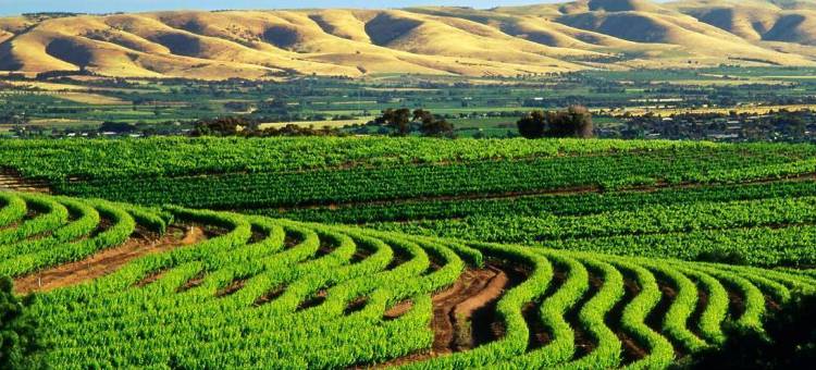 豪斯小屋酒店(The Lodge by Manna)图片