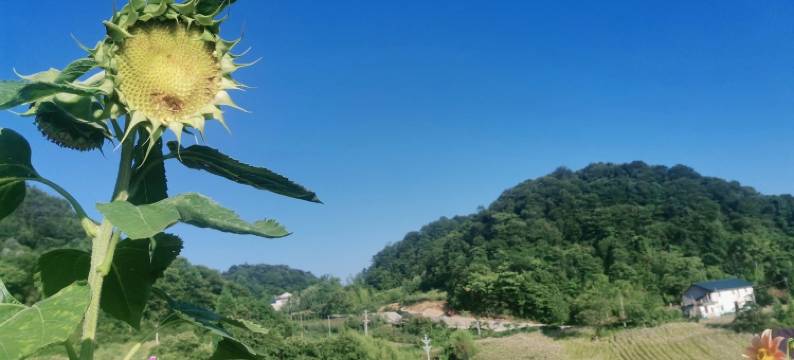 21绿葱坡滑雪场民宿(东大路分店)图片