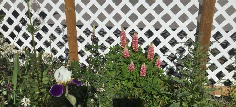 雪松汽车旅馆(Cedars Motel)图片