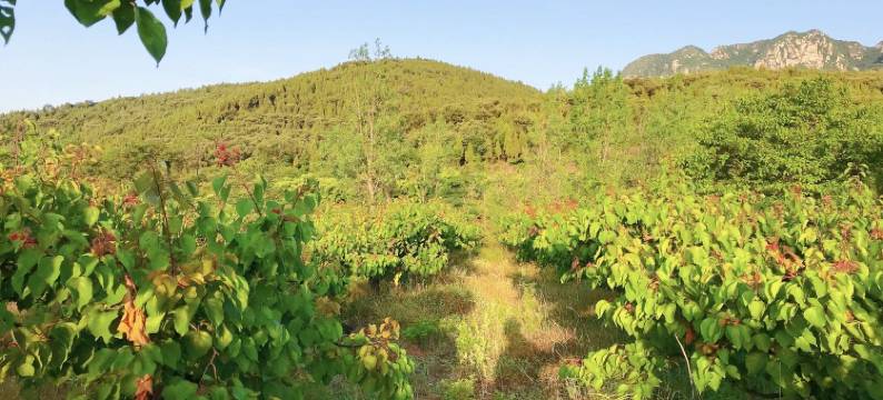 山溪山栖民宿(旅游公路分店)图片