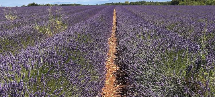卡西斯庄园(Clos des Cassis - Maison d'Hôtes)图片