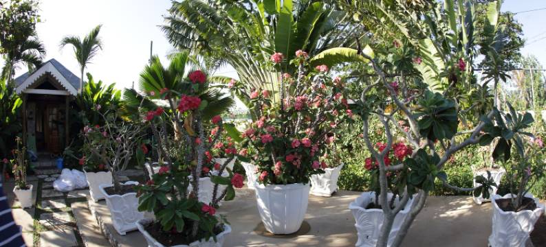 棕榈度假村(Negril Palms)图片