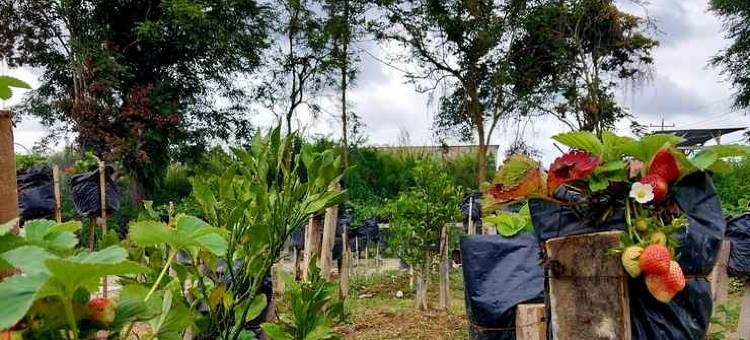 Hotel Wisma Mangurna图片