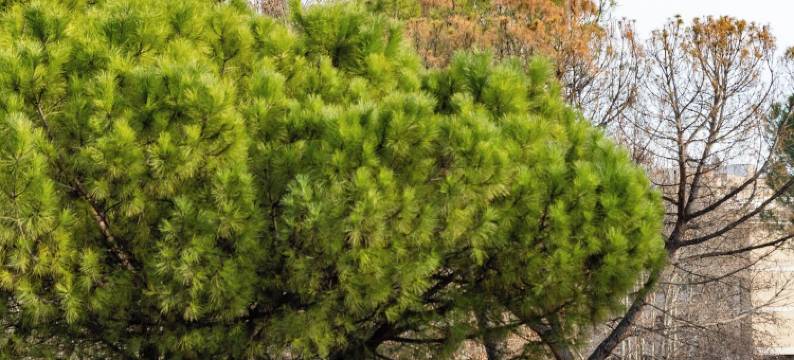 桑托里宫旅馆(Palazzo Santori)图片