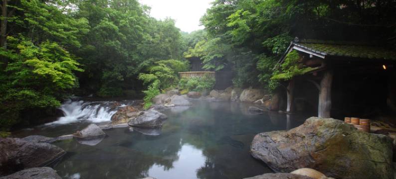 山水木(Kurokawaonsen Yamamizuki)图片
