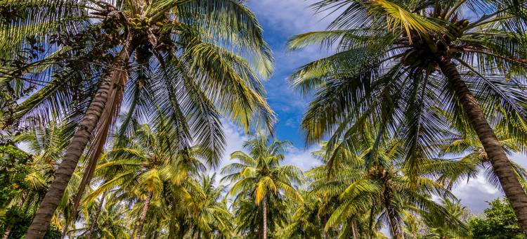 马吉非拉旅馆(The Mangifera)图片
