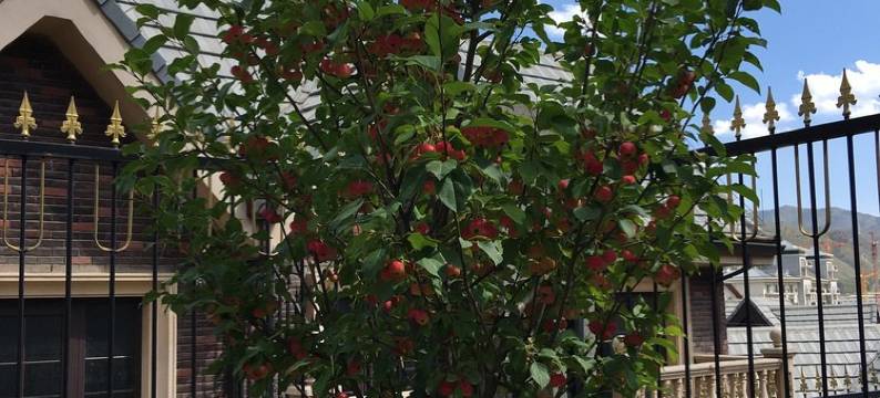 趣味人生度假别墅(万龙路分店)图片