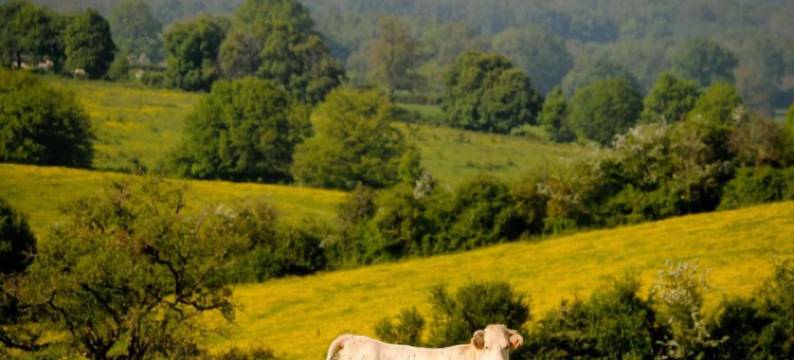 Country House near Parc du Morvan with Pool图片