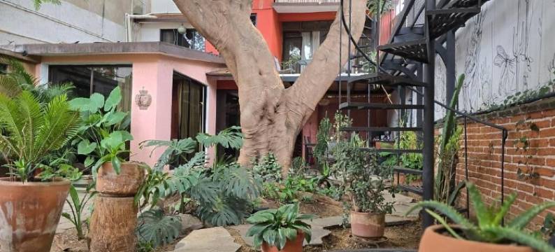 索奇米尔科的树之家旅馆(Casa del Árbol Hostel Xochimilco)图片