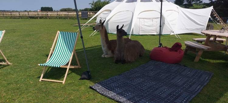 骆驼华丽露营酒店(Glamping with Llamas)图片
