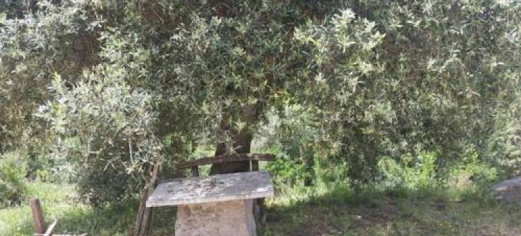 Stazzu Martina图片