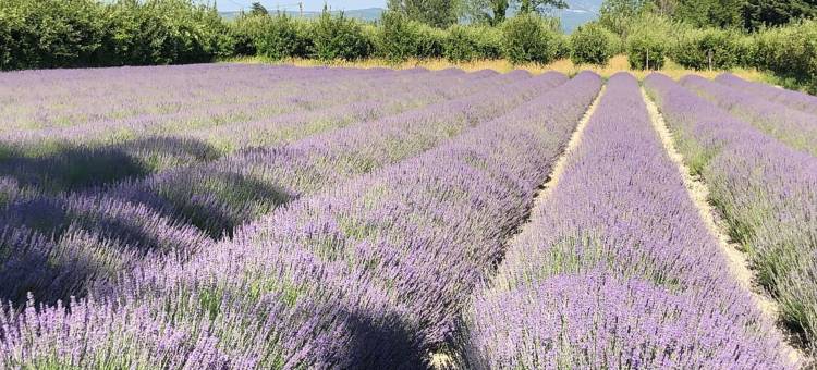 索格马斯酒店(Le Mas de la Sorgue)图片