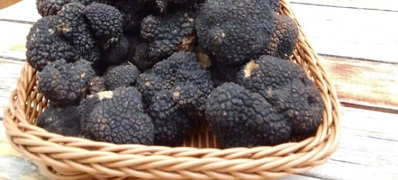 农家乐卡萨莱1921(Agriturismo Casale 1921)图片