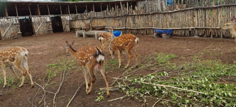 长白山西景区清枫丽舍清雅两居公寓(天池大路2号分店)图片