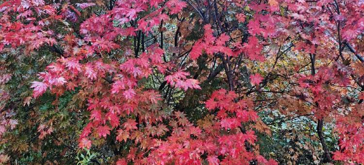 秦舍民宿(松石线分店)图片