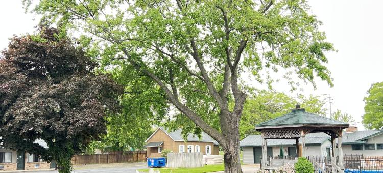 维京阿穆斯旅馆 - 拉丁顿(Viking Arms Inn - Ludington)图片