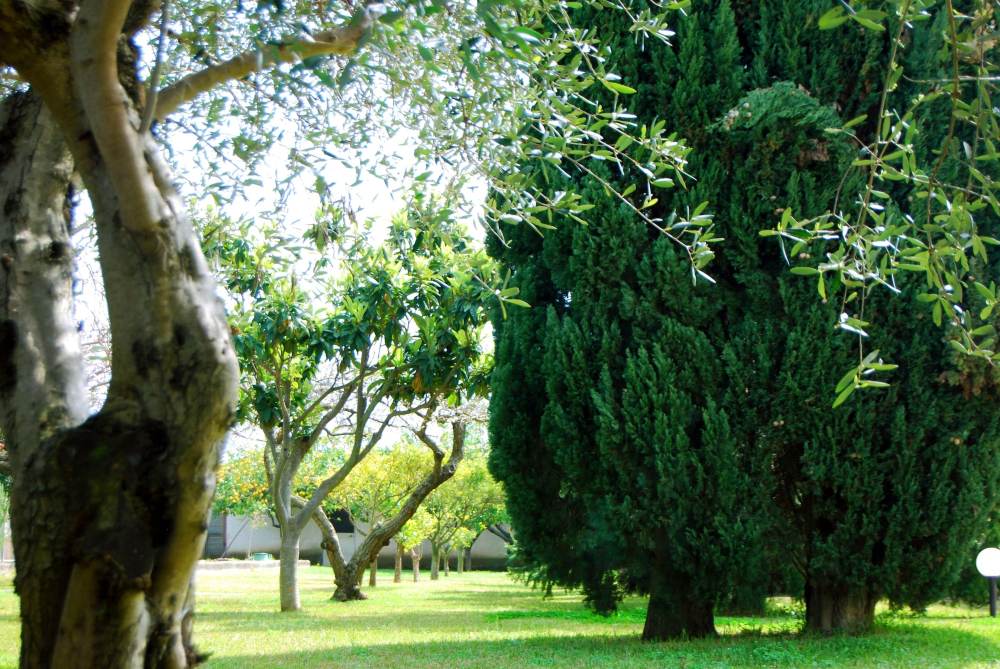 Il Giardino dei Pini Over view