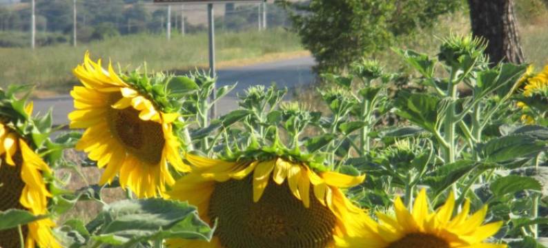Lago di Chiusi Villa with Pool图片