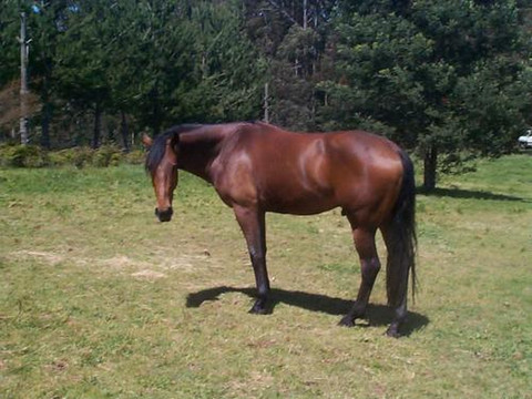 卡里尼亚公园民宿