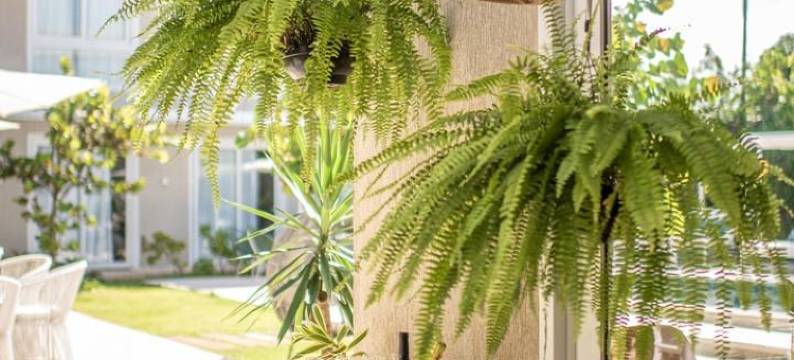 Pousada Paraíso Noronha图片