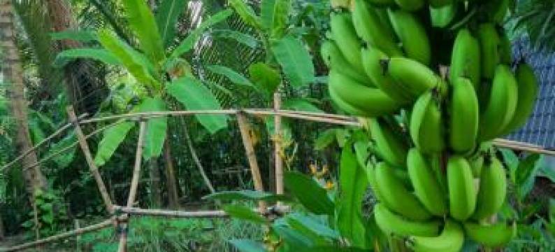 Homestay Nam Hàm Luông图片