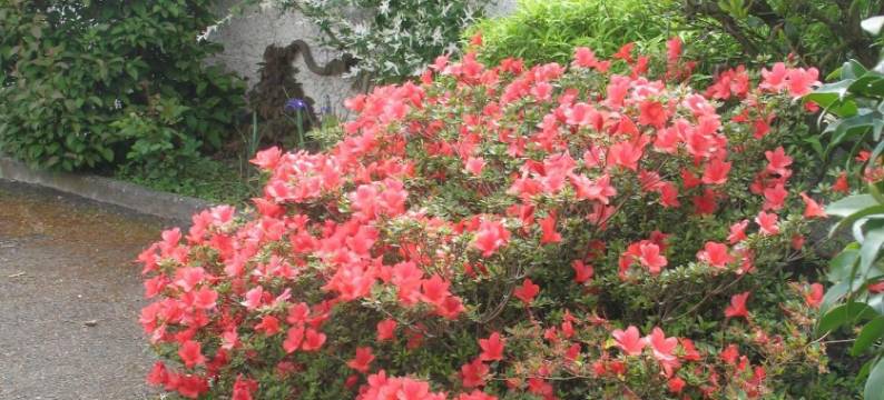 勒米里尔住宿加早餐旅馆(Chambres d'Hôtes le Mûrier)图片