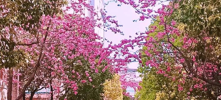 艾米公寓(大学路分店)图片