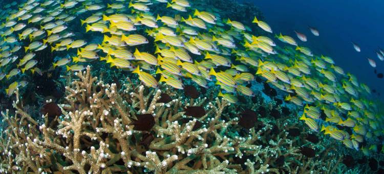 默克斯邦加潜水度假村(Murex Bangka Dive Resort)图片