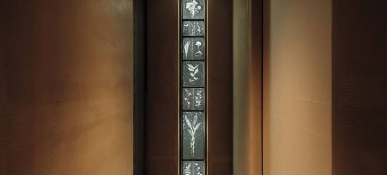 山中温泉花紫(Yamanakaonsen Hanamurasaki)图片