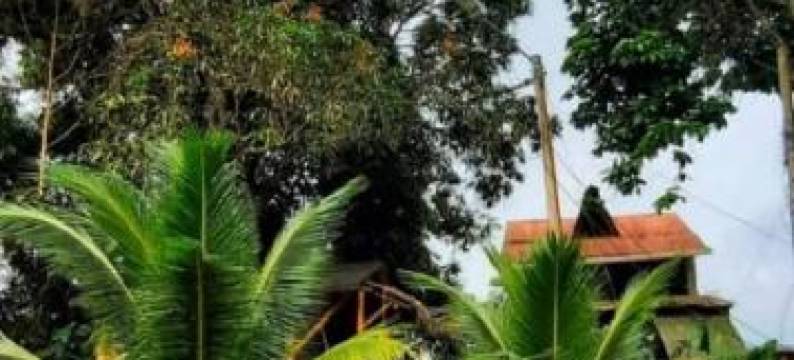 Raices Mompiche图片