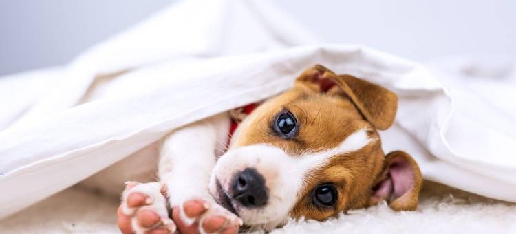 锡福河瀑布量身打造住宿酒店(Custom Stay Thief River Falls)图片