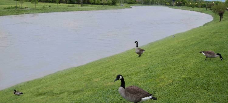 赛维尔维尔 - 鸽子谷河滨伊克诺旅馆(Econo Lodge Sevierville-Pigeon Forge on the River)图片