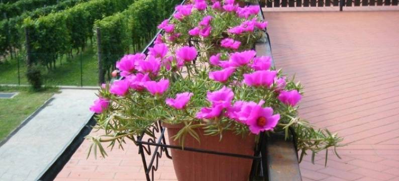 格里约伊欧勒农庄(Agriturismo Grillo Iole Winery)图片