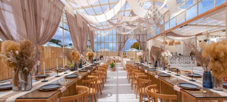 Stellar 金山金马伦(Stellar GoldenHill Cameron)图片