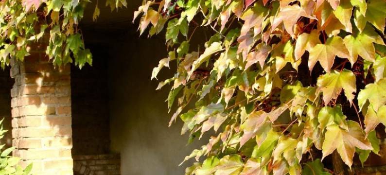 马斯德拉萨菲洛瑟尔乐酒店(Mas de la Filoselle)图片