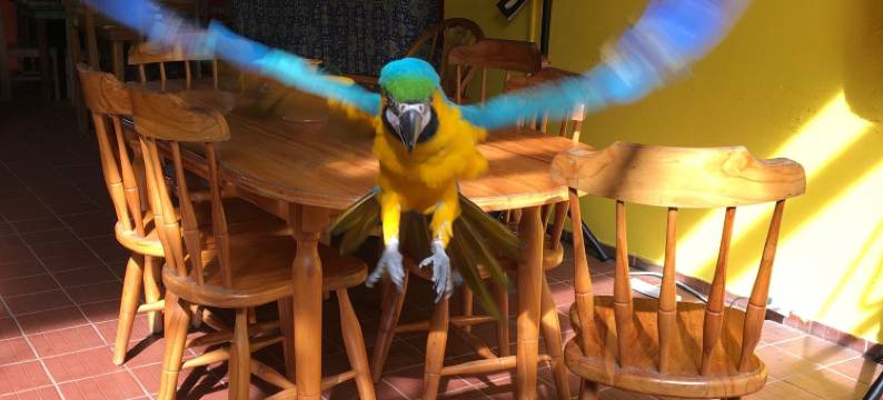 巴拿马城之家住宿加早餐旅馆(Panama House Bed & Breakfast)图片