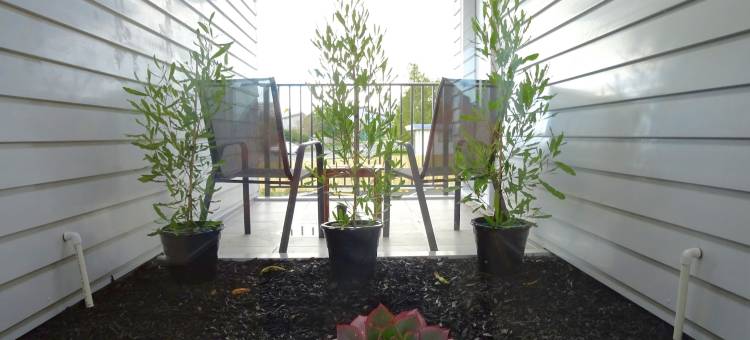 汉密尔顿BK 精品汽车旅馆(BKs Premier Motel Hamilton)图片