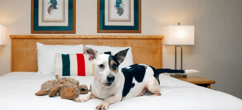 廷伯斯汽车旅馆(Timbers Motel)图片