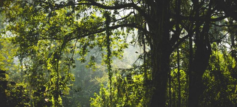 天堂野山酒店(Paradise Wild Hills Kodachadri)图片