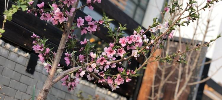 银川陋室朴舍别墅图片