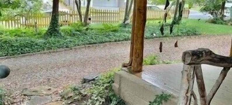 CLOSE TO DOWNTOWN- The Peacock Retreat- Dogs Stay Free图片