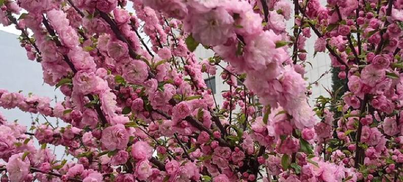 朵朵精品民宿(校园路分店)图片