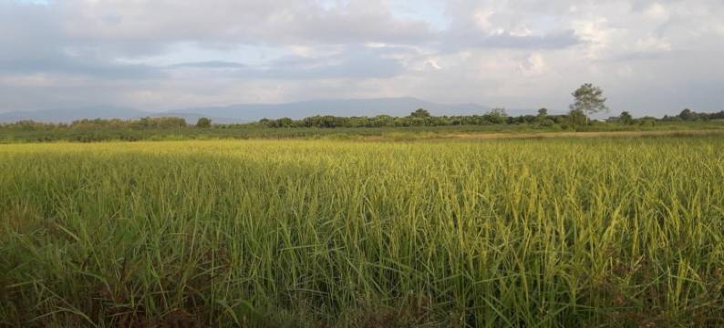 帕纳卡龙民宿(Panna Kalong)图片